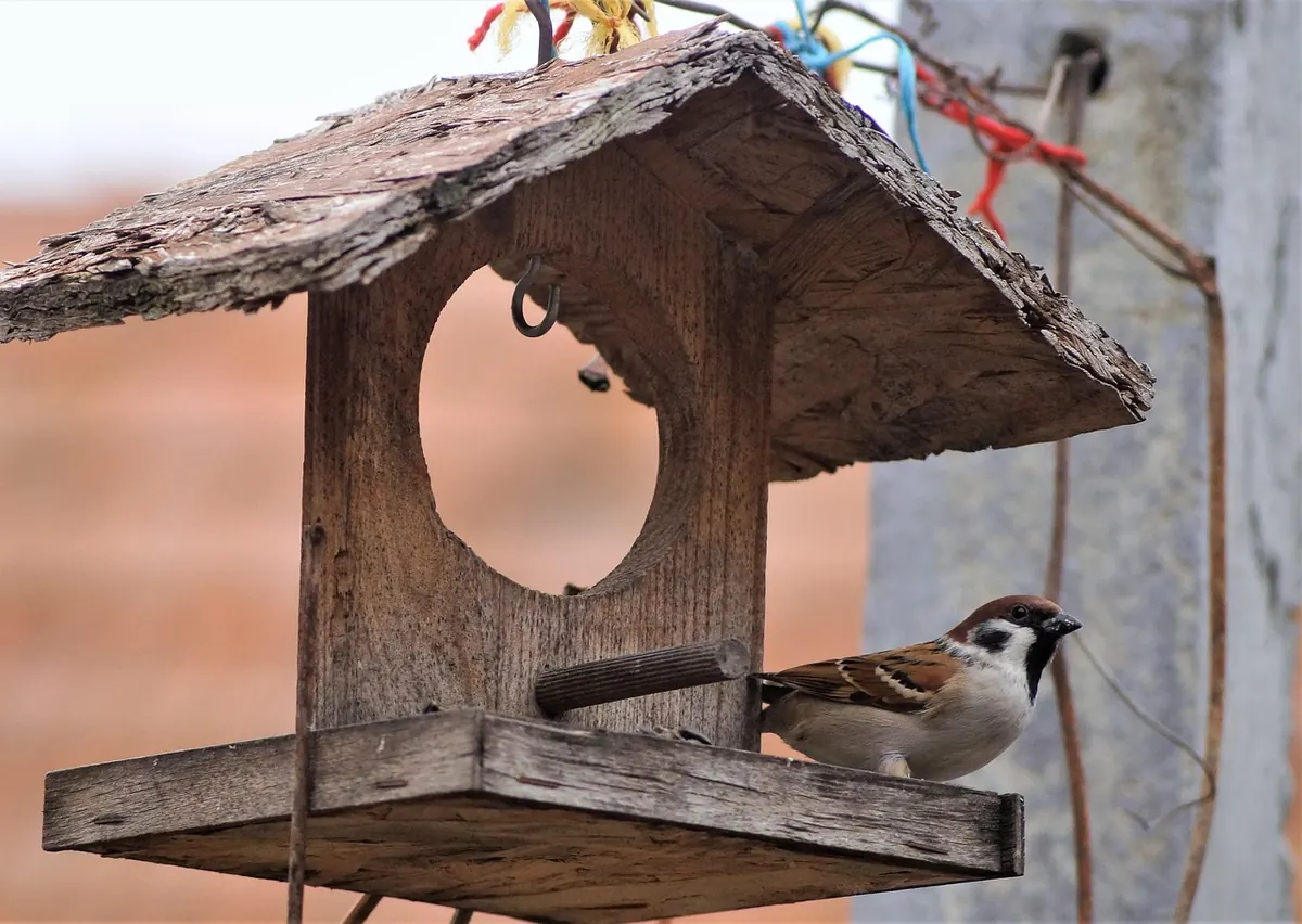 Finch Aviary Size Guide: How Much Space Do Your Finches Really Need?