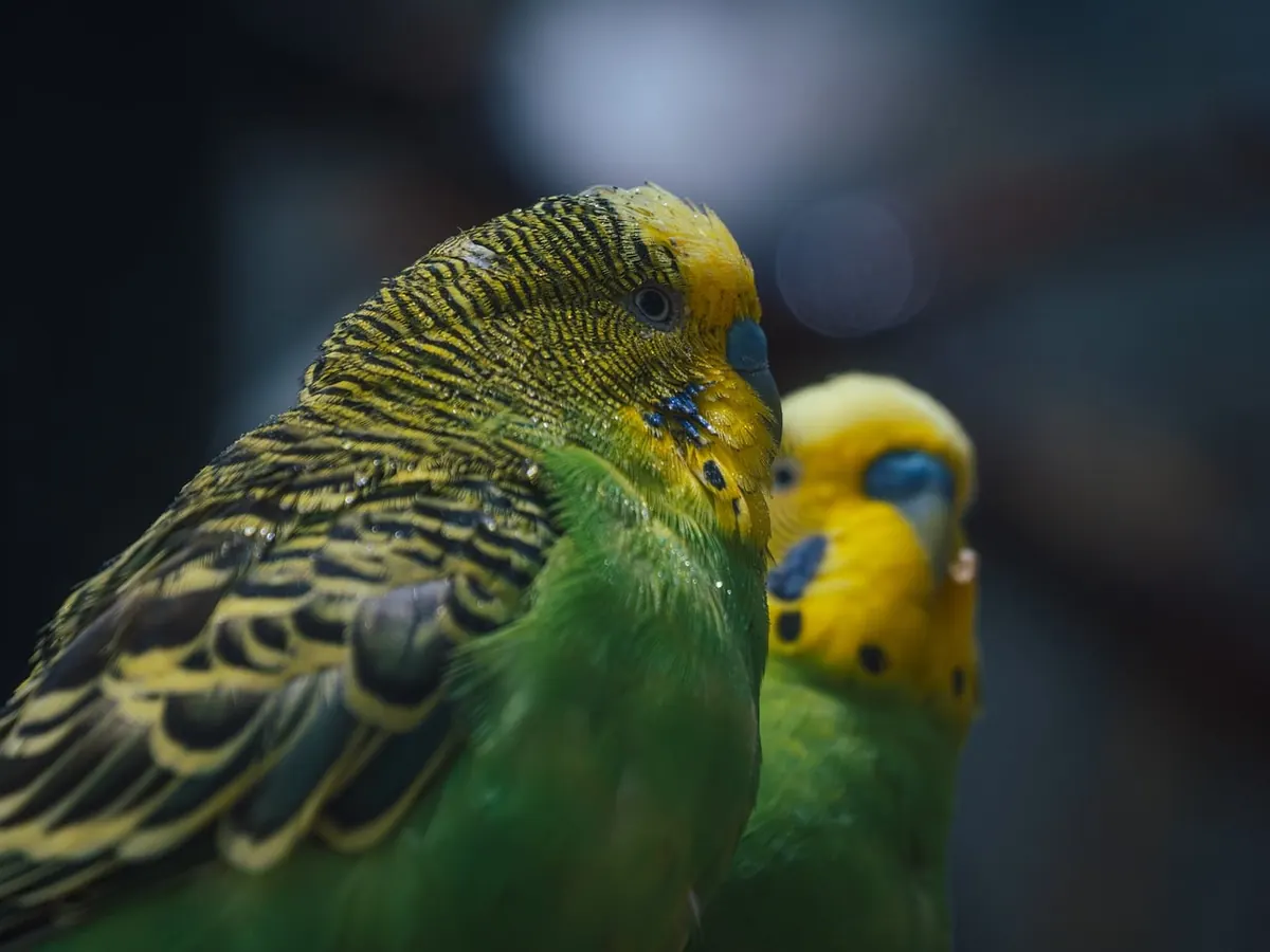 Finch Aviary Winter Checklist: Heating, Insulation and Storm Protection