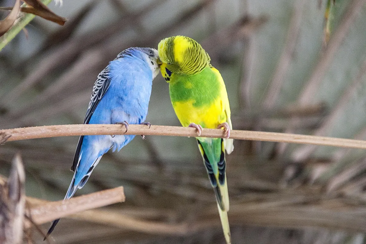 Finches vs Canaries as First Birds: A UK Owner's Comparison