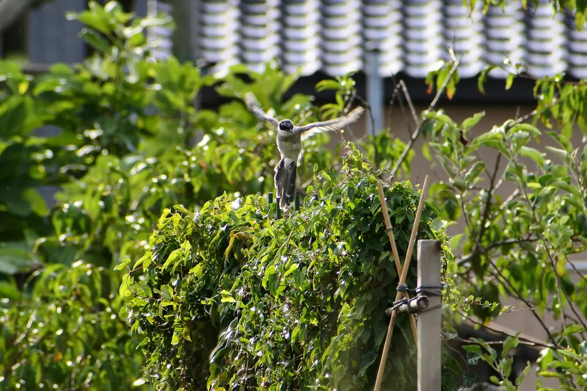 Fresh Foods for Finches: A Safe Weekly Menu and Portion Guide