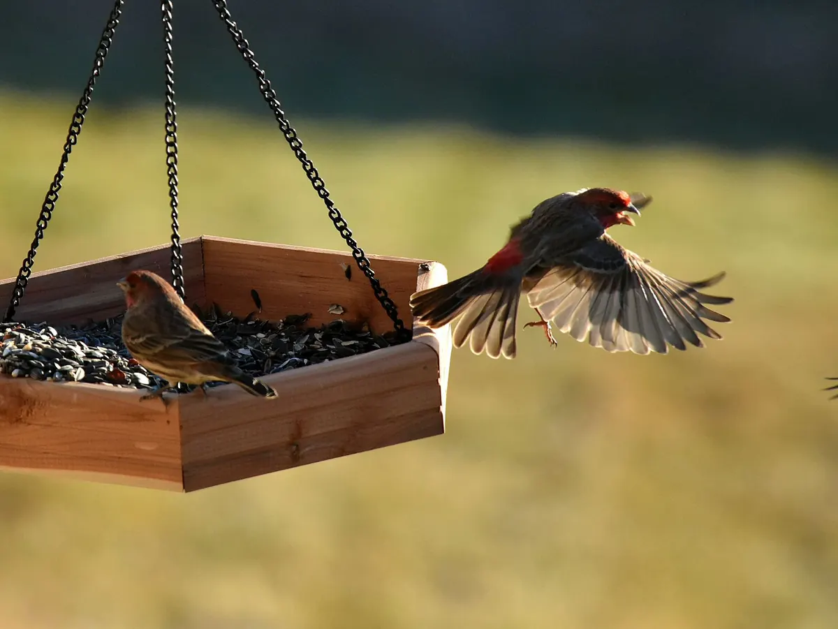 How to Prevent and Treat Scaly Leg in Finches